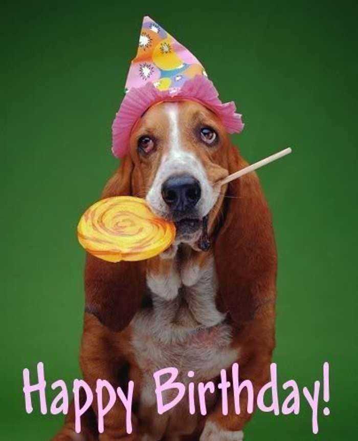 Best ideas about Happy Birthday Funny Dog
. Save or Pin 78 Best ideas about Funny Happy Birthday on Now.