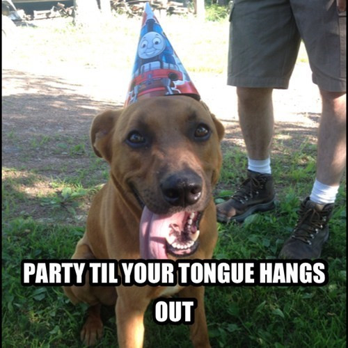 Best ideas about Happy Birthday Funny Dog
. Save or Pin Happy Birthday Memes Dog Now.