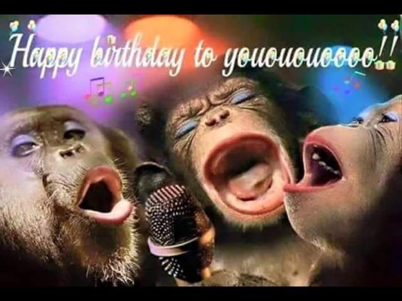 Best ideas about Happy Birthday Funny Video Clips
. Save or Pin Ghim của Sophie trên Animal jokes Now.