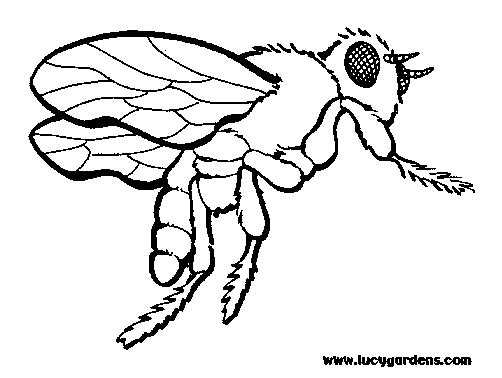 Best ideas about Honey Bee Coloring Pages For Kids
. Save or Pin Coloring Pages For Kids Honey Bee Coloring Pages Now.