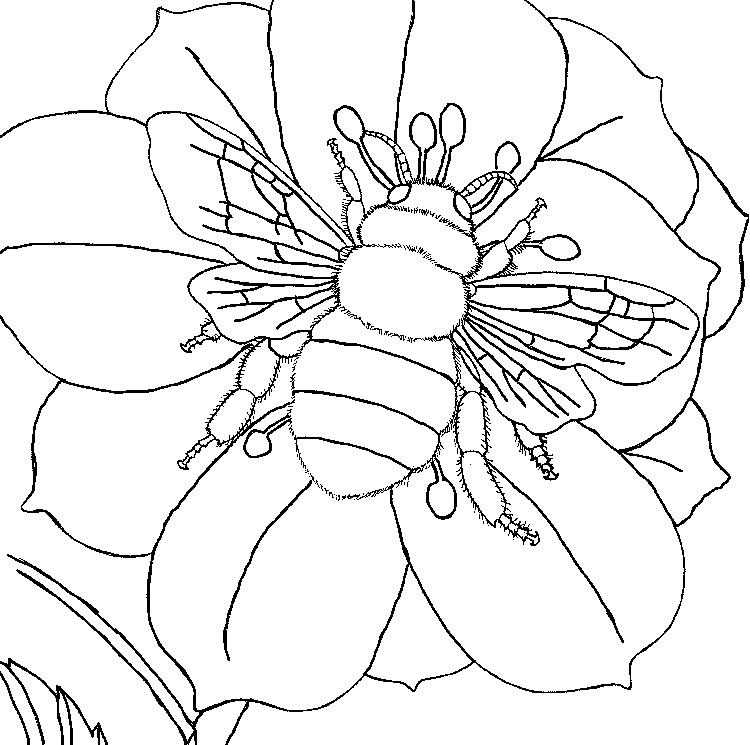 Best ideas about Honey Bee Coloring Pages For Kids
. Save or Pin Honey Bee Coloring Page Coloring Home Now.