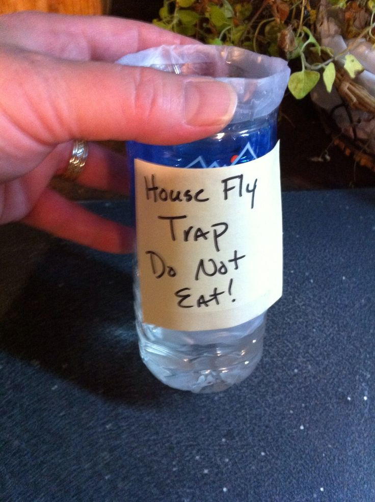 Best ideas about House Fly Trap DIY
. Save or Pin House fly traps Fly traps and How to make an on Pinterest Now.