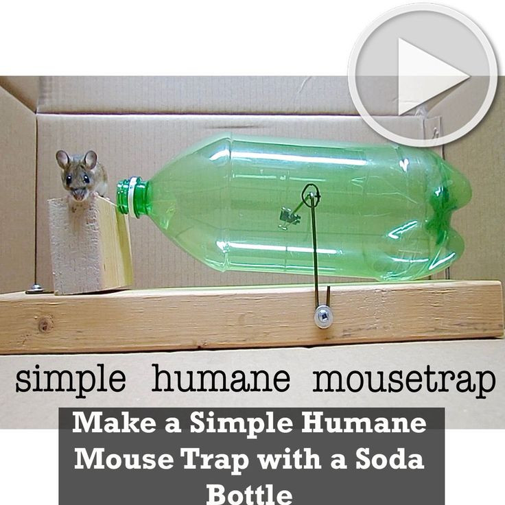 Best ideas about Humane Mouse Trap DIY
. Save or Pin Make a Simple Humane Mouse Trap with a Soda Bottle Now.