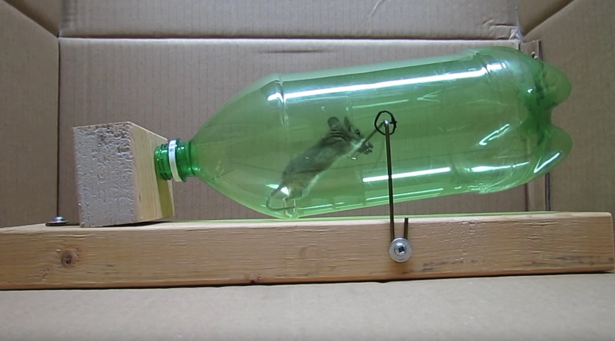 Best ideas about Humane Mouse Trap DIY
. Save or Pin Simple Humane Mousetrap Made from Soda Bottle Now.