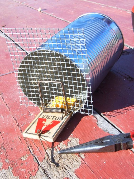 Best ideas about Humane Mouse Trap DIY
. Save or Pin This really opens the mind on what traps can be made from Now.