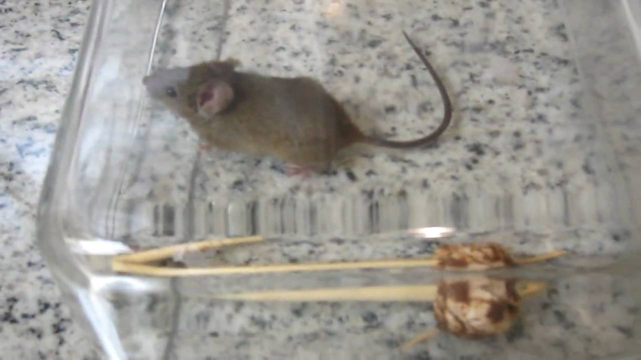 Best ideas about Humane Mouse Trap DIY
. Save or Pin Homemade Humane Mouse Trap Now.