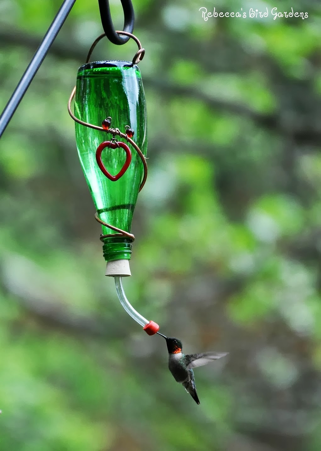 Best ideas about Hummingbird Feeder DIY
. Save or Pin Rebecca s Bird Gardens Blog DIY Fruit and Hummingbird Feeders Now.