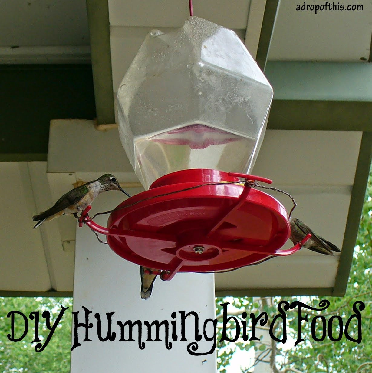 Best ideas about Hummingbird Food DIY
. Save or Pin A Drop of This DIY Hummingbird Food Now.