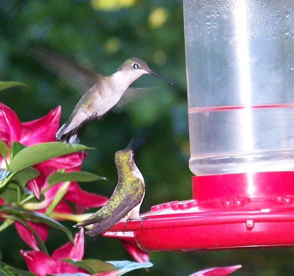 Best ideas about Hummingbird Food DIY
. Save or Pin Best 25 Hummingbird food recipes ideas on Pinterest Now.