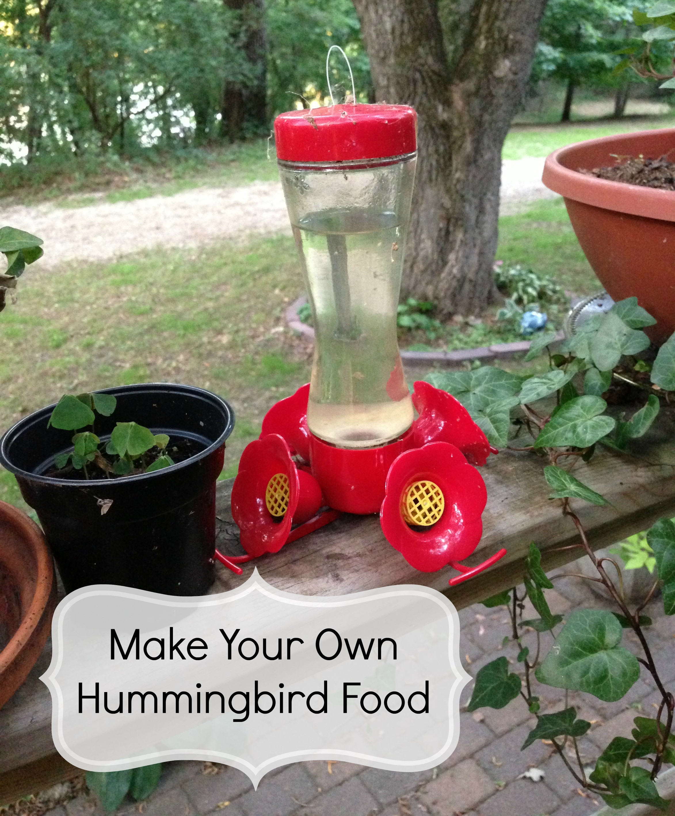 Best ideas about Hummingbird Food DIY
. Save or Pin How to Make Hummingbird Food Thrifty Jinxy Now.