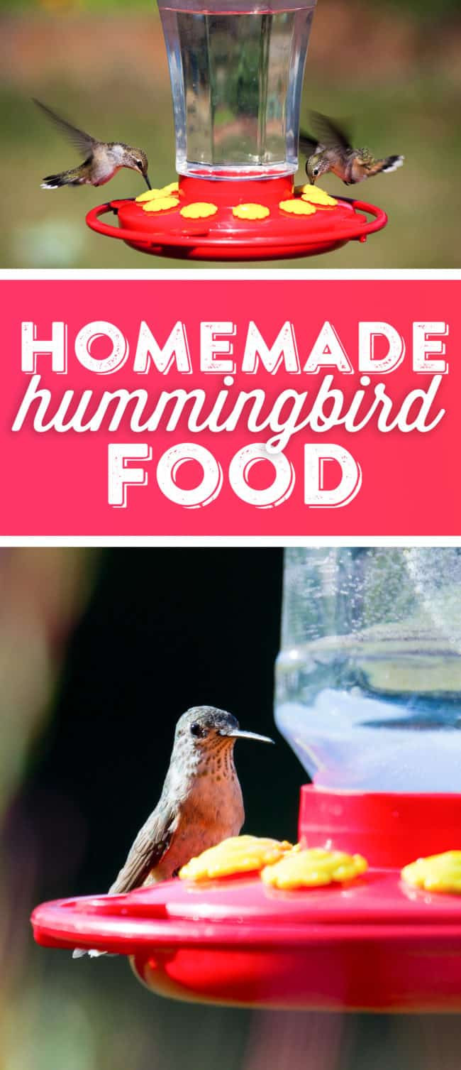 Best ideas about Hummingbird Food DIY
. Save or Pin Hummingbird Food Recipe Now.