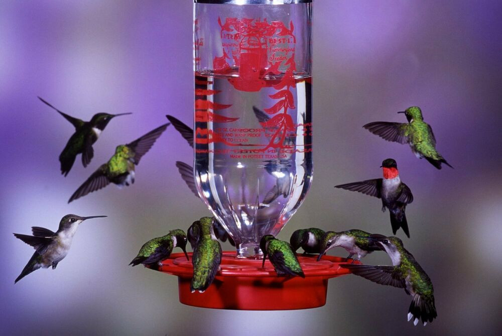 Best ideas about Hummingbird Food DIY
. Save or Pin Best 1 32oz Hummingbird Feeder New Free Shipping Now.