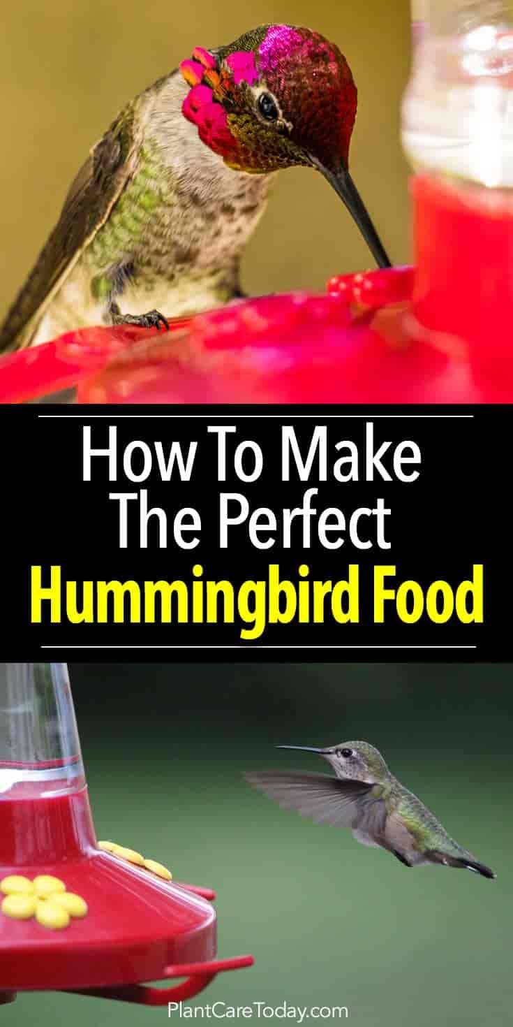 Best ideas about Hummingbird Food DIY
. Save or Pin How To Make The Perfect Hummingbird Food Now.
