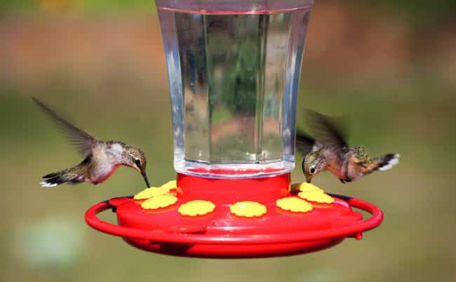 Best ideas about Hummingbird Food DIY
. Save or Pin Hummingbird Food Recipe Now.