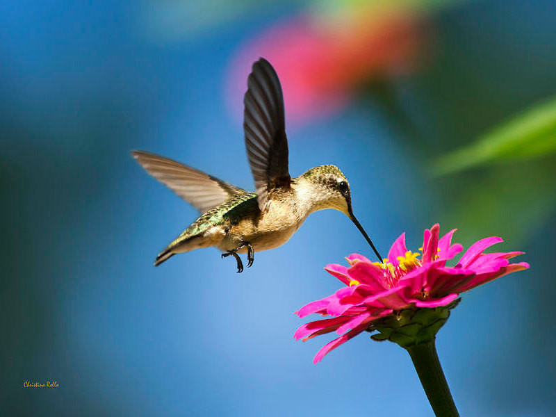 Best ideas about Hummingbird Gift Ideas
. Save or Pin Nature Prints Hummingbird Gift Ideas for Her Hummingbird Now.