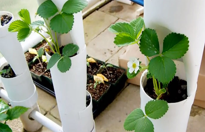 Best ideas about Hydroponic Tower Garden DIY
. Save or Pin Simple DIY Strawberry Tower for Aquaponic or Hydroponic Now.
