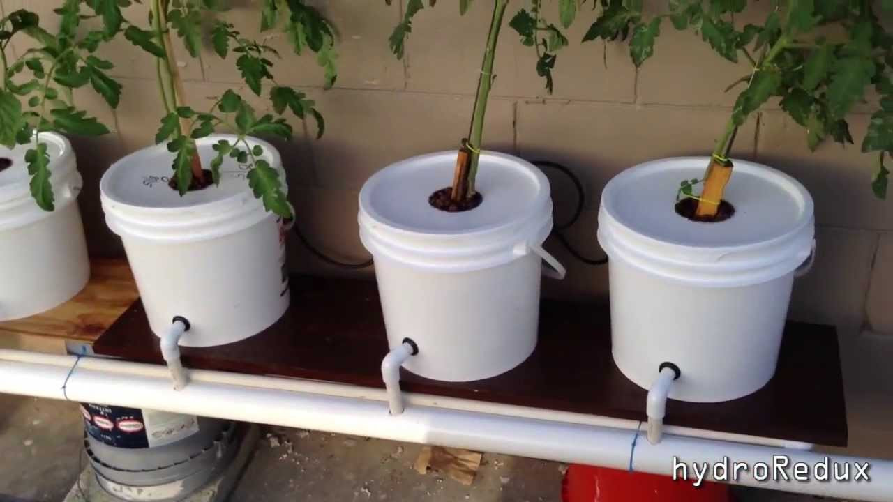 Best ideas about Hydroponics DIY Plans
. Save or Pin Cheap DIY Bato Dutch Bucket Hydroponic System Now.