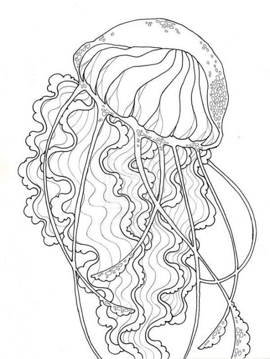 Best ideas about Jellyfish Coloring Pages For Adults
. Save or Pin Realistic Jellyfish Free Printable Coloring Page For Now.