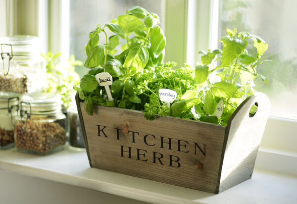 Best ideas about Kitchen Herb Planter
. Save or Pin Kitchen Garden Herb Window Sill Box Planter Seeds Wooden Now.