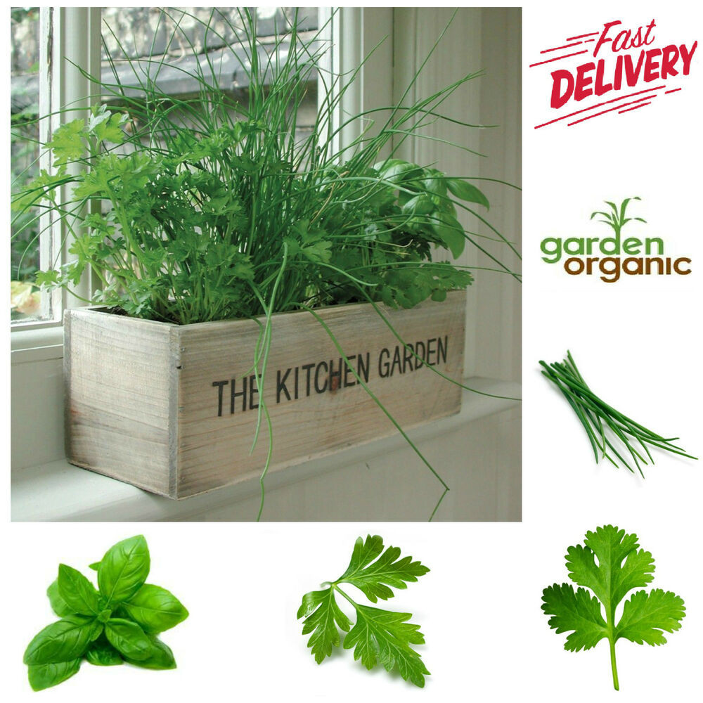 Best ideas about Kitchen Herb Planter
. Save or Pin HERB GROWING KIT Kitchen Garden Grow Own Green Planter Now.