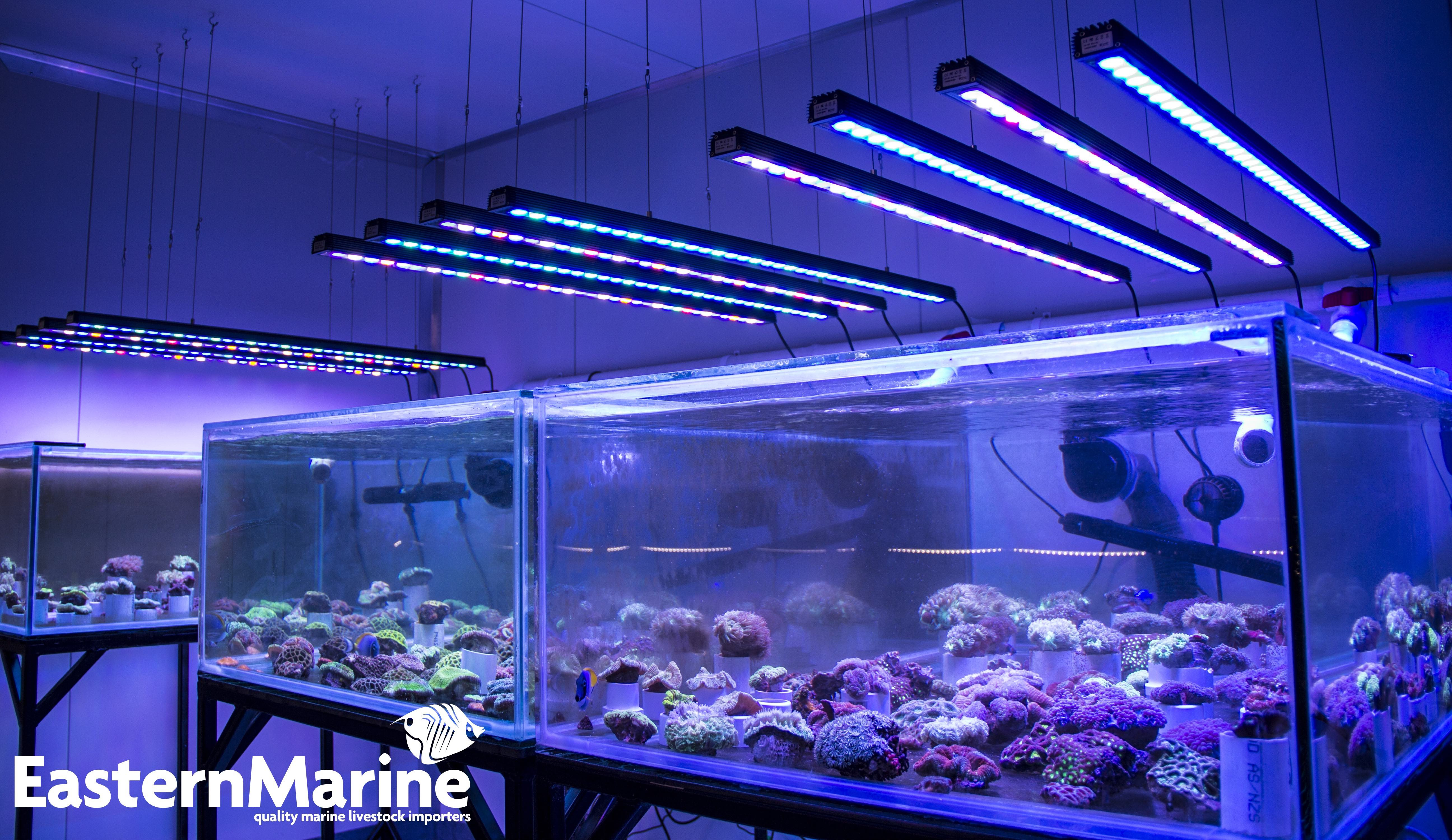 Best ideas about Led Aquarium Light
. Save or Pin OR 120 90 60 BAR LED Lighting • Orphek Aquarium LED Lighting Now.
