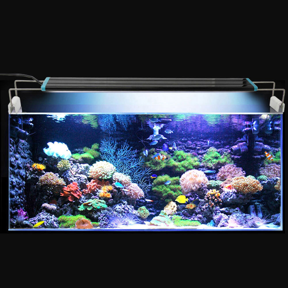 Best ideas about Led Aquarium Light
. Save or Pin HOT LED Light HIGH LUMEN Aquarium Fish Tank White Blue Now.