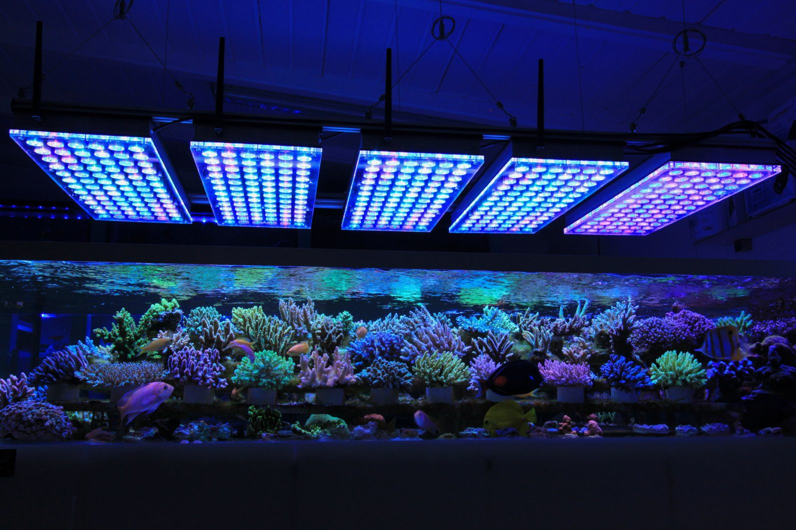 Best ideas about Led Aquarium Light
. Save or Pin Aquarium LED Lighting s Reef and Planted Aquarium Now.
