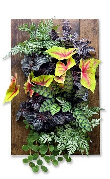 Best ideas about Living Wall DIY
. Save or Pin Walnut Framed GroVert Living Wall Kit — Edible Walls Now.
