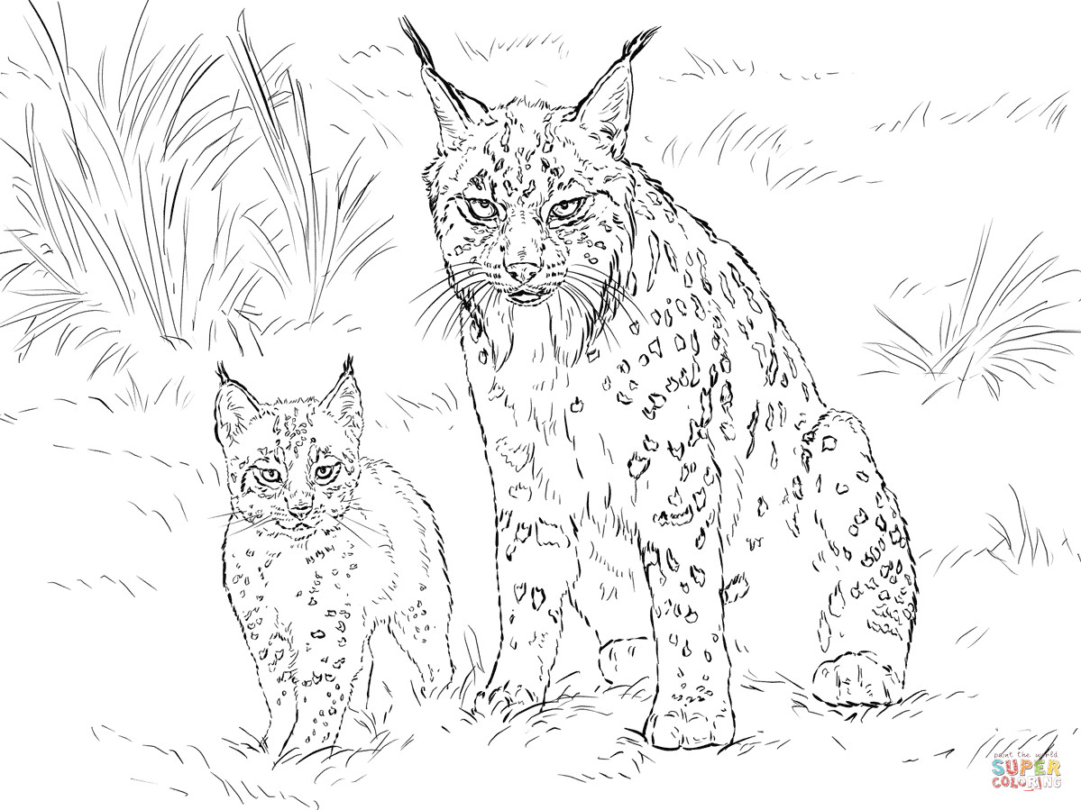 Best ideas about Lynx Coloring Sheets For Girls
. Save or Pin Iberian Lynx Mother with Baby coloring page Now.