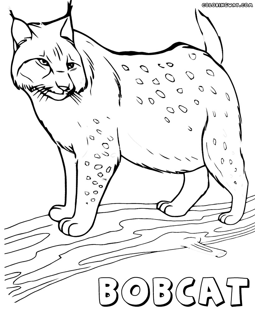 Best ideas about Lynx Coloring Sheets For Girls
. Save or Pin Lynx coloring pages Now.