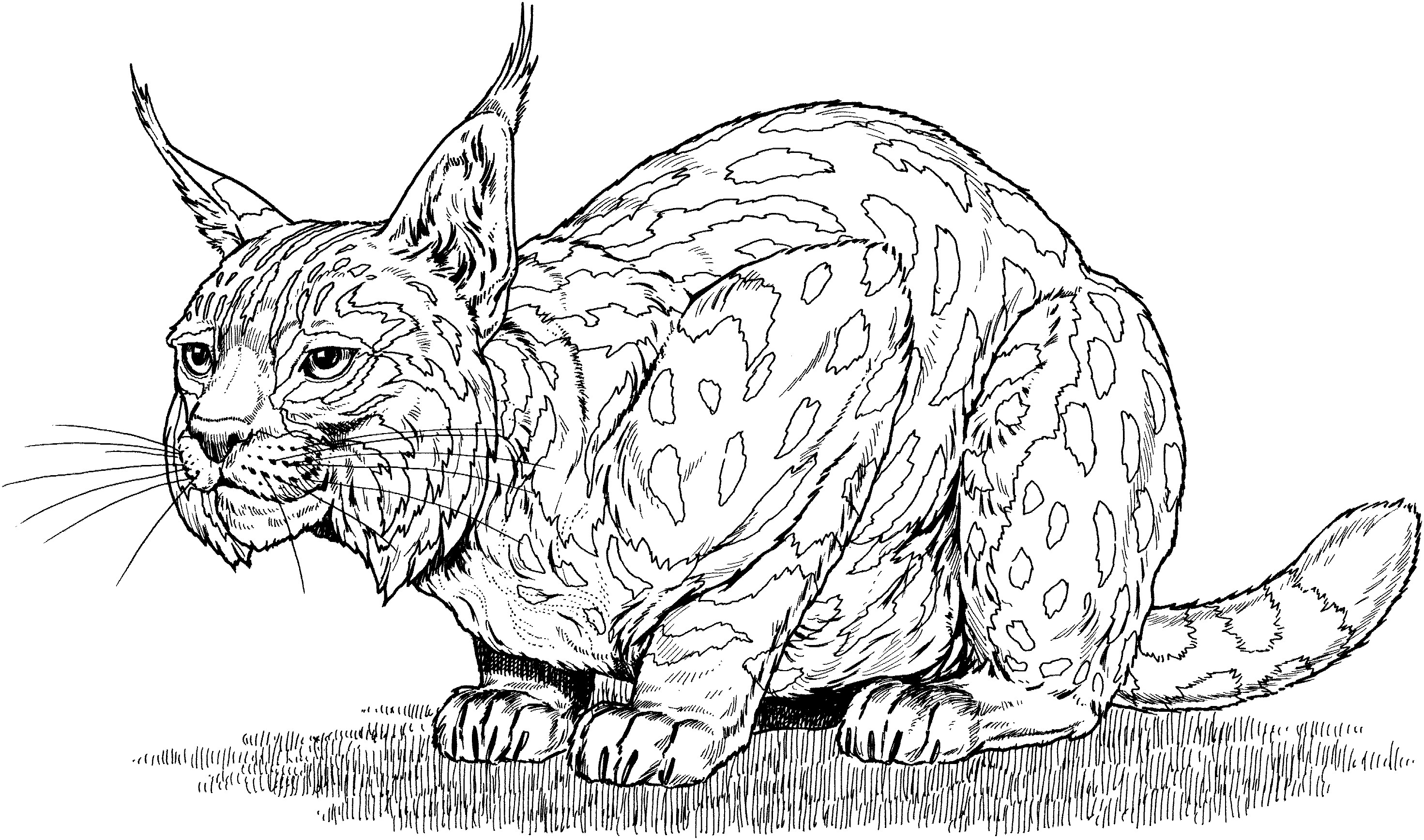 Best ideas about Lynx Coloring Sheets For Girls
. Save or Pin Coloring Pages Eurasian Lynx Coloring Pages Now.