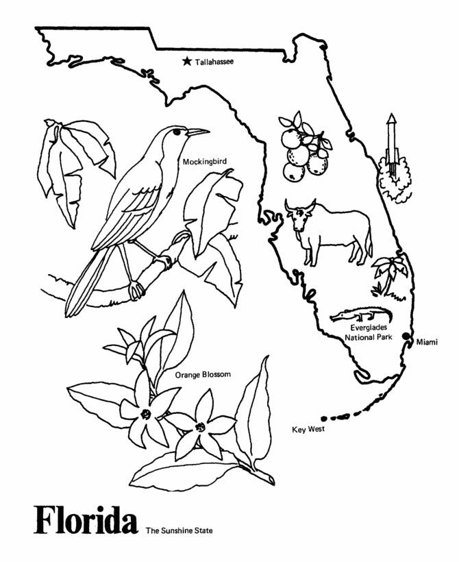 Best ideas about Map Of Wisconsin Preschool Coloring Sheets
. Save or Pin Florida State outline Coloring Page I copy the image and Now.