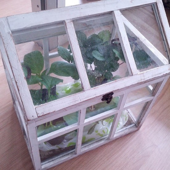 Best ideas about Mini Greenhouse DIY
. Save or Pin Make a mini greenhouse DIY coldframe ideas Gardening Now.