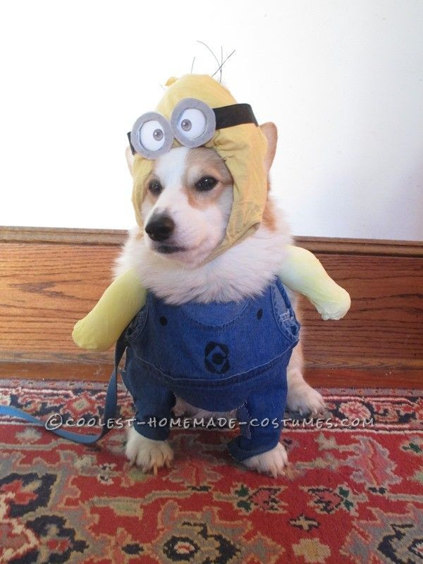 Best ideas about Minion Dog Costume DIY
. Save or Pin 100 ideas to try about Pet Halloween Costumes Now.