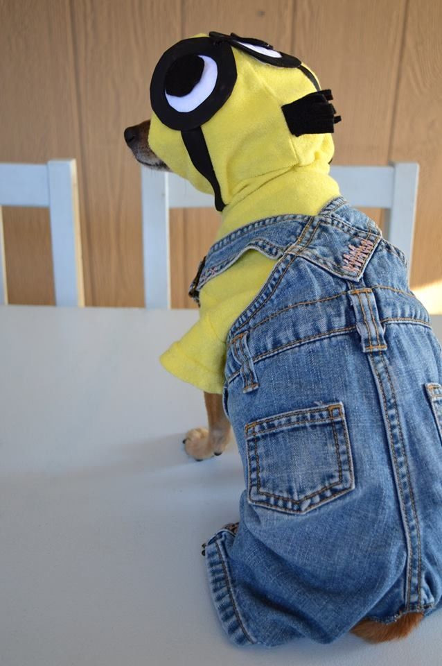 Best ideas about Minion Dog Costume DIY
. Save or Pin Minion dog outfit DIY Now.