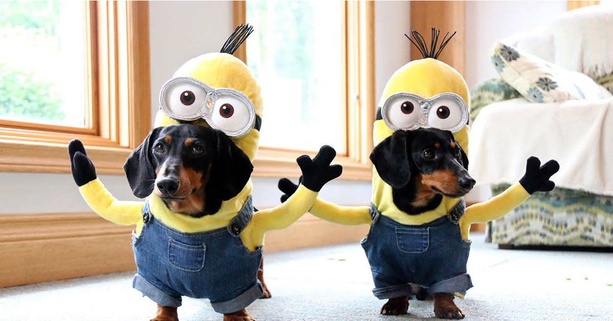 Best ideas about Minion Dog Costume DIY
. Save or Pin Wiener Dog Minions Look Ridiculously Awesome In These DIY Now.
