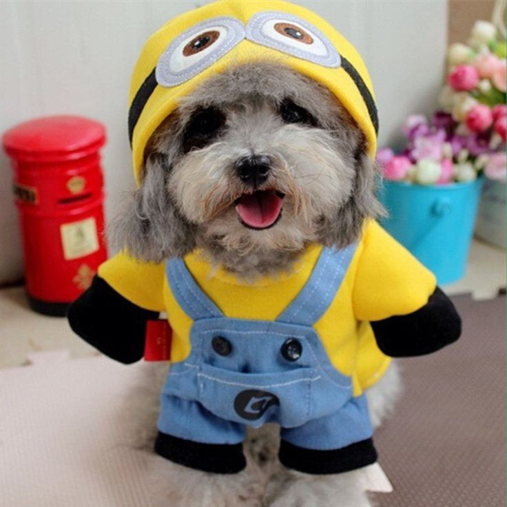 Best ideas about Minion Dog Costume DIY
. Save or Pin Best 25 Minion costumes ideas on Pinterest Now.