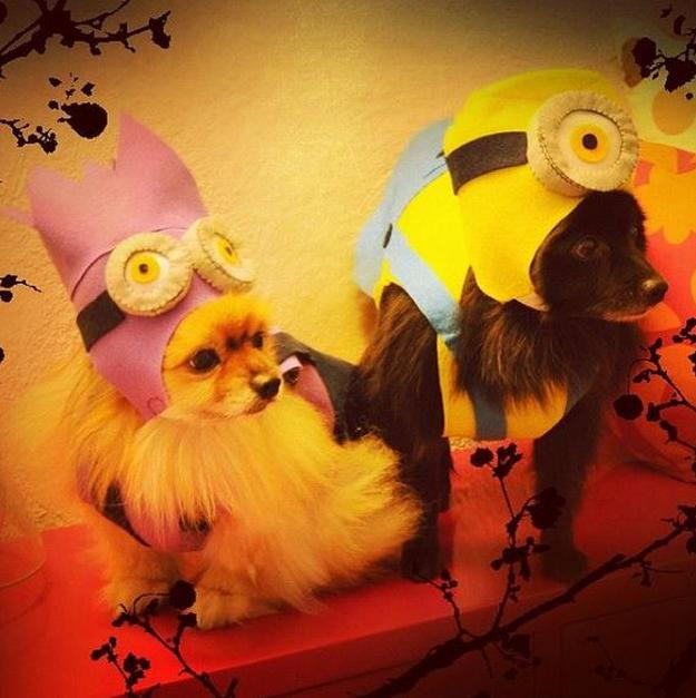 Best ideas about Minion Dog Costume DIY
. Save or Pin DIY Dog Costume Ideas DIY Projects Craft Ideas & How To’s Now.