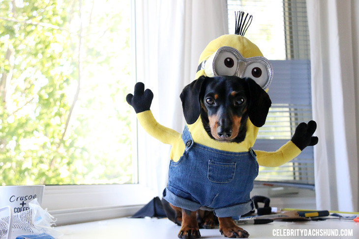 Best ideas about Minion Dog Costume DIY
. Save or Pin How to Make a Minions Costume for Small Dogs Crusoe the Now.