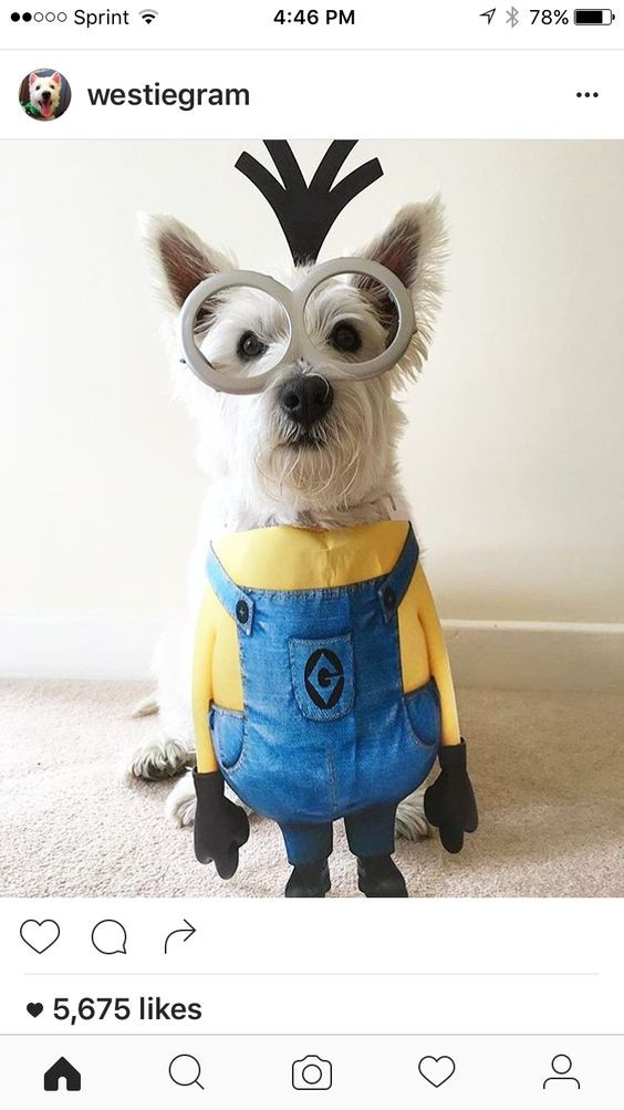 Best ideas about Minion Dog Costume DIY
. Save or Pin 30 Dog Halloween Costumes 2017 Now.