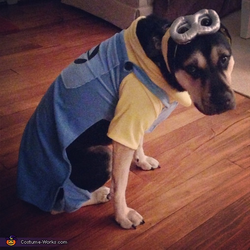 Best ideas about Minion Dog Costume DIY
. Save or Pin Despicable Me Minion Halloween Costume for Dogs Now.