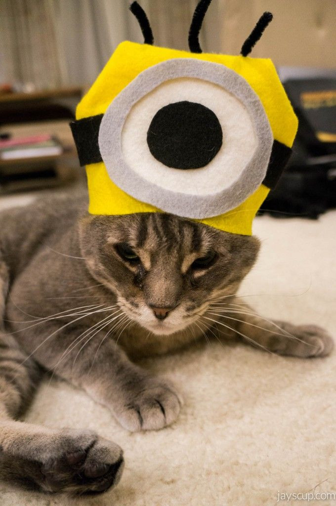 Best ideas about Minion Dog Costume DIY
. Save or Pin 29 best Pet Costumes images on Pinterest Now.