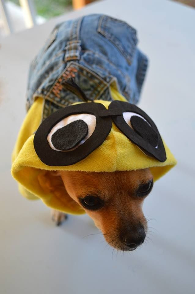 Best ideas about Minion Dog Costume DIY
. Save or Pin Minion dog outfit DIY Now.