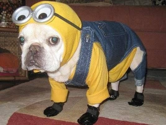 Best ideas about Minion Dog Costume DIY
. Save or Pin top ten diy dog costumes Lemons and Laughs minion dog Now.