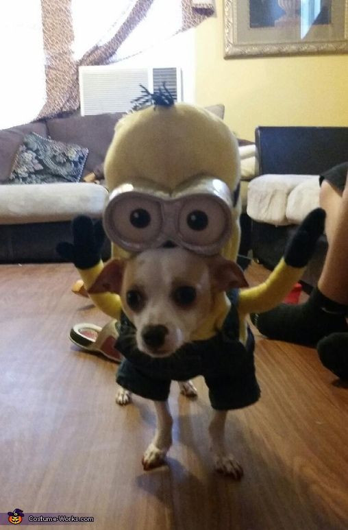 Best ideas about Minion Dog Costume DIY
. Save or Pin Kevin Minion Costume Now.