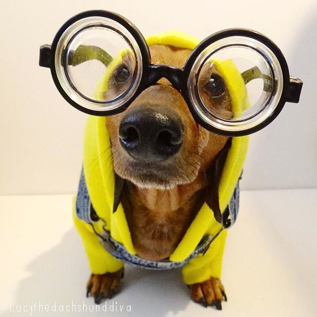 Best ideas about Minion Dog Costume DIY
. Save or Pin Minions Dog Costumes Now.