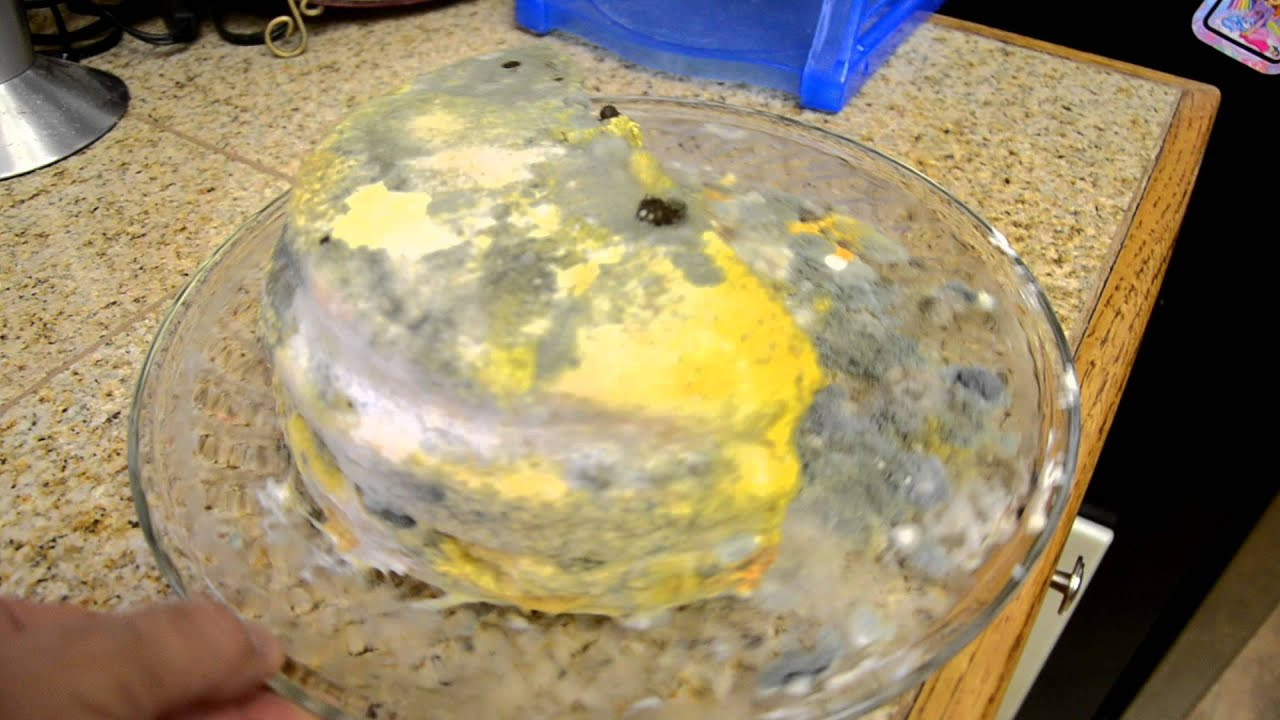 Best ideas about Moldy Birthday Cake
. Save or Pin Moldy Cake Now.