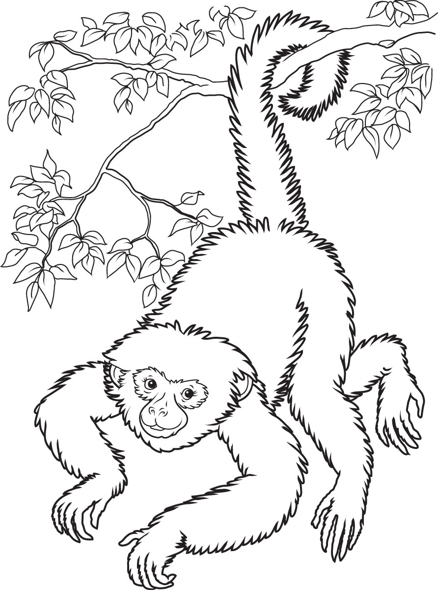 Best ideas about Monkey Printable Coloring Pages
. Save or Pin Free Printable Monkey Coloring Pages For Kids Now.