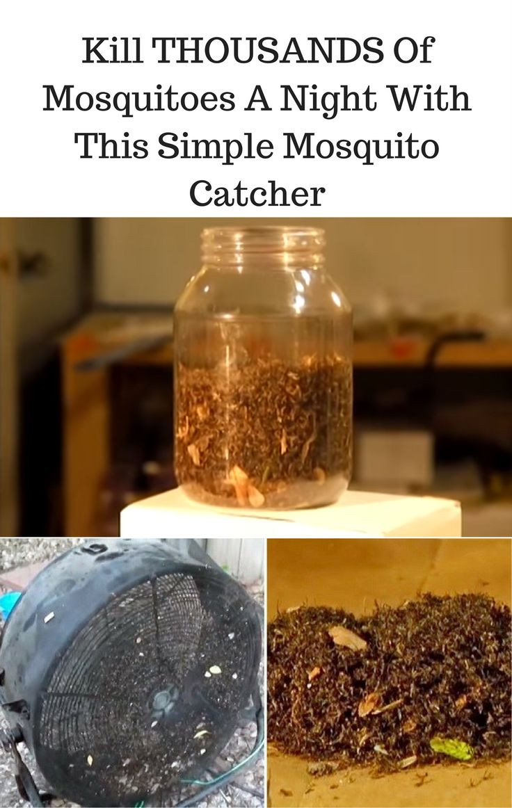 Best ideas about Mosquito Traps DIY
. Save or Pin Best 20 Mosquito Trap Homemade ideas on Pinterest Now.