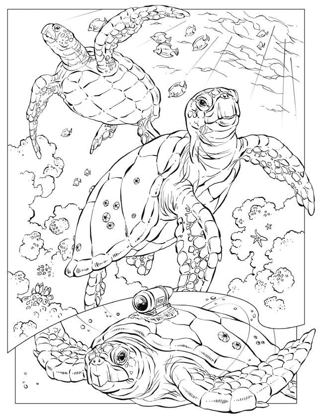 Best ideas about Ocean Animal Coloring Sheets For Kids
. Save or Pin Free Printable Ocean Coloring Pages For Kids Now.
